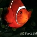 anemonefish_spinecheek_muck_h_0705_png2329.jpg